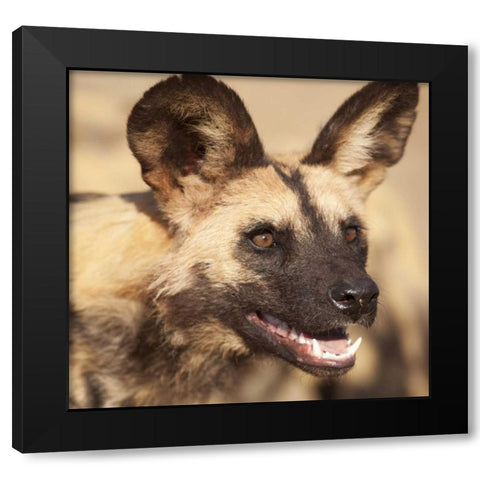 Namibia, Harnas African wild dog Black Modern Wood Framed Art Print with Double Matting by Kaveney, Wendy