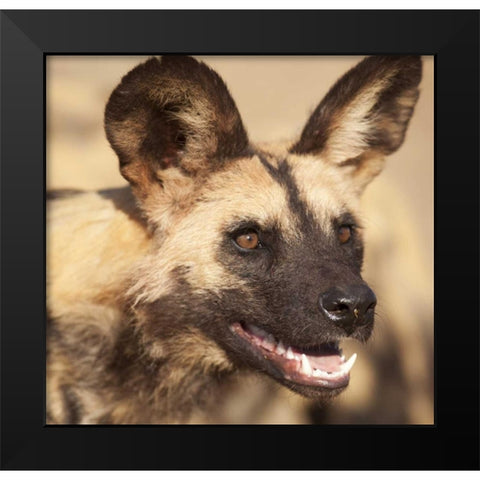 Namibia, Harnas African wild dog Black Modern Wood Framed Art Print by Kaveney, Wendy