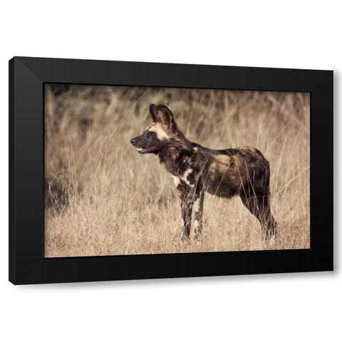 Namibia, Harnas Side An African wild dog Black Modern Wood Framed Art Print by Kaveney, Wendy