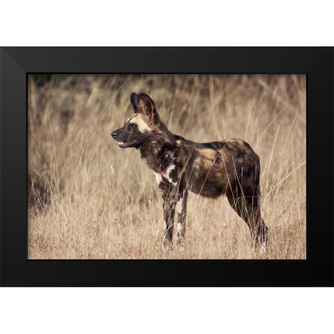 Namibia, Harnas Side An African wild dog Black Modern Wood Framed Art Print by Kaveney, Wendy