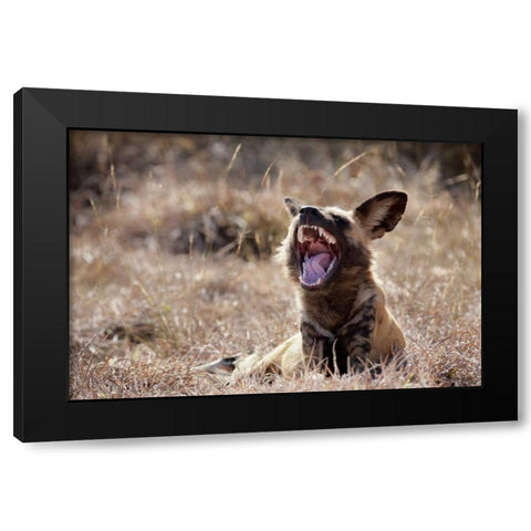 Namibia A yawning African wild dog Black Modern Wood Framed Art Print by Kaveney, Wendy