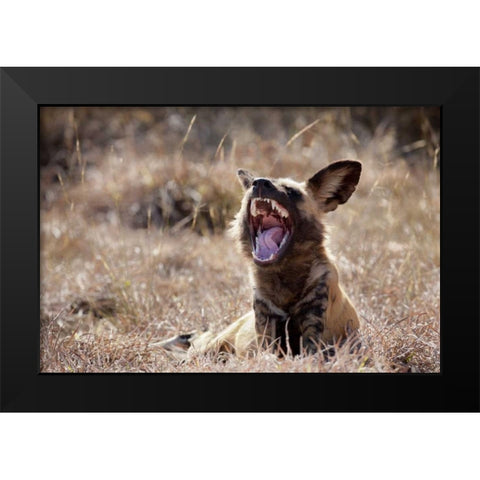 Namibia A yawning African wild dog Black Modern Wood Framed Art Print by Kaveney, Wendy