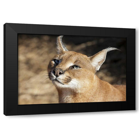 Namibia, Harnas Portrait of a caracal Black Modern Wood Framed Art Print by Kaveney, Wendy