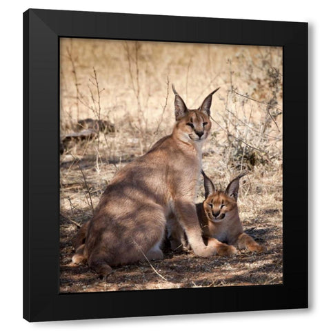 Namibia, Harnas Caracal pair Black Modern Wood Framed Art Print with Double Matting by Kaveney, Wendy