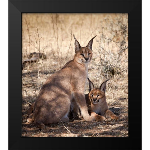 Namibia, Harnas Caracal pair Black Modern Wood Framed Art Print by Kaveney, Wendy