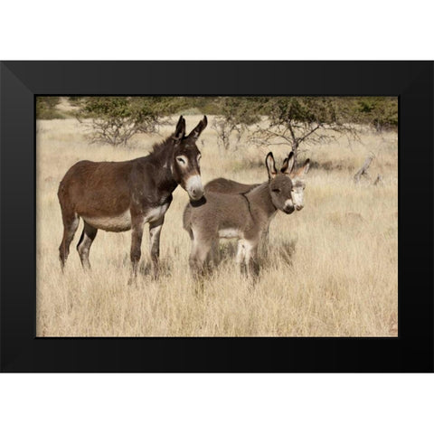 Namibia Adult and young donkeys in dry grass Black Modern Wood Framed Art Print by Kaveney, Wendy