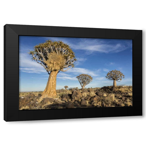 Africa, Namibia Quiver trees and boulders Black Modern Wood Framed Art Print with Double Matting by Kaveney, Wendy