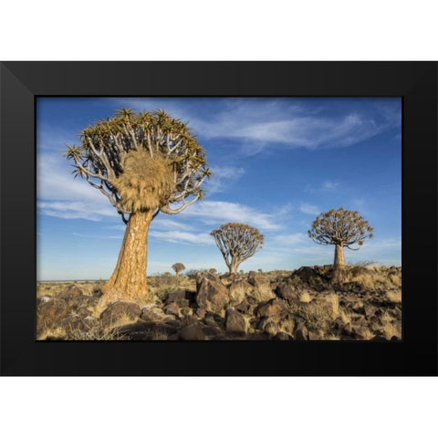 Africa, Namibia Quiver trees and boulders Black Modern Wood Framed Art Print by Kaveney, Wendy