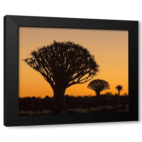 Africa, Namibia Quiver trees at twilight Black Modern Wood Framed Art Print with Double Matting by Kaveney, Wendy
