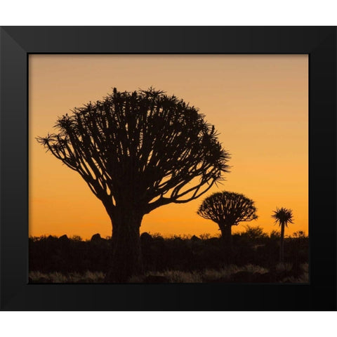 Africa, Namibia Quiver trees at twilight Black Modern Wood Framed Art Print by Kaveney, Wendy