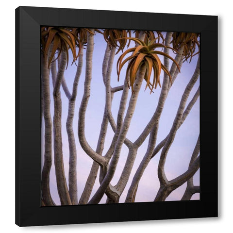 Africa, Namibia Close-up of quiver tree Black Modern Wood Framed Art Print by Kaveney, Wendy