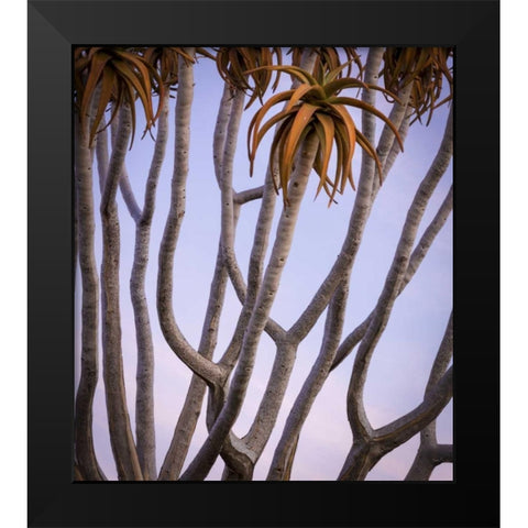 Africa, Namibia Close-up of quiver tree Black Modern Wood Framed Art Print by Kaveney, Wendy