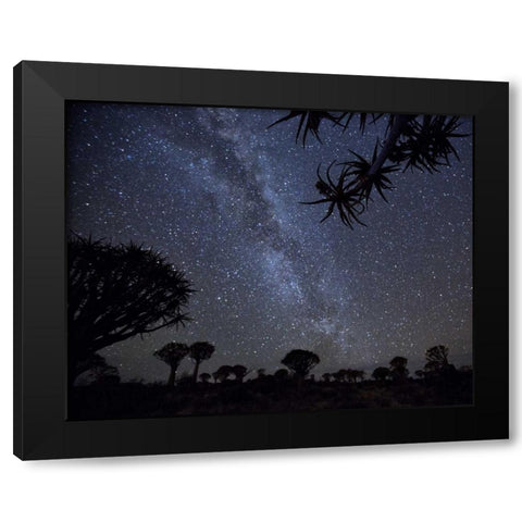 Namibia Milky Way and quiver trees at night Black Modern Wood Framed Art Print by Kaveney, Wendy