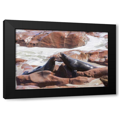 Namibia, Skeleton Coast Two cape fur seals Black Modern Wood Framed Art Print by Kaveney, Wendy