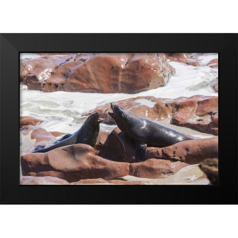Namibia, Skeleton Coast Two cape fur seals Black Modern Wood Framed Art Print by Kaveney, Wendy