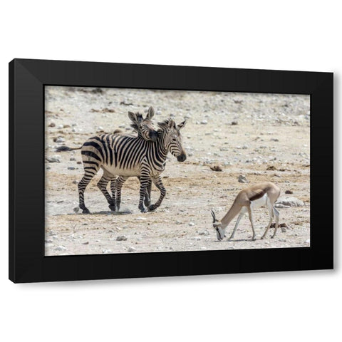Africa, Namibia, Etosha NP Zebras and springbok Black Modern Wood Framed Art Print by Kaveney, Wendy