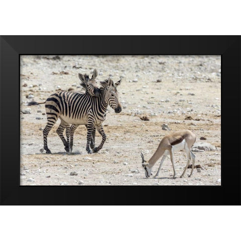 Africa, Namibia, Etosha NP Zebras and springbok Black Modern Wood Framed Art Print by Kaveney, Wendy