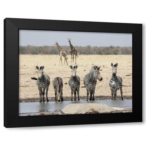 Namibia, Etosha NP Zebras and giraffes at water Black Modern Wood Framed Art Print with Double Matting by Kaveney, Wendy
