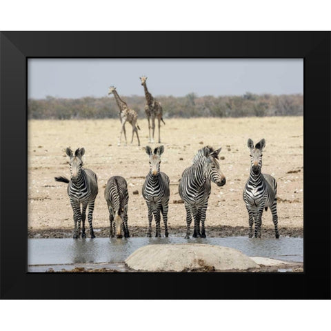 Namibia, Etosha NP Zebras and giraffes at water Black Modern Wood Framed Art Print by Kaveney, Wendy