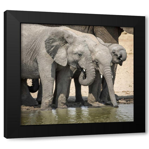 Namibia, Etosha NP Elephants drinking at water Black Modern Wood Framed Art Print by Kaveney, Wendy