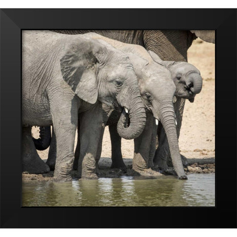 Namibia, Etosha NP Elephants drinking at water Black Modern Wood Framed Art Print by Kaveney, Wendy
