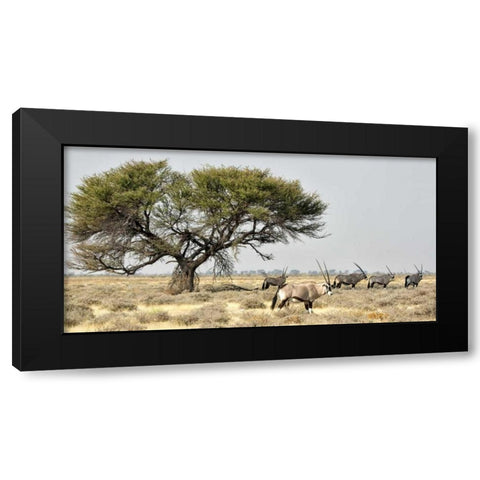 Africa, Namibia, Etosha NP Five Oryx and tree Black Modern Wood Framed Art Print with Double Matting by Kaveney, Wendy