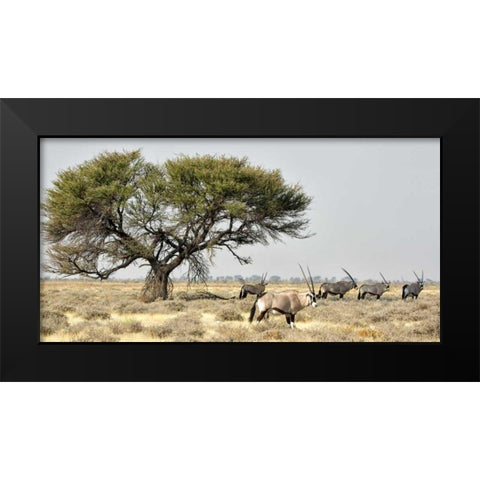 Africa, Namibia, Etosha NP Five Oryx and tree Black Modern Wood Framed Art Print by Kaveney, Wendy