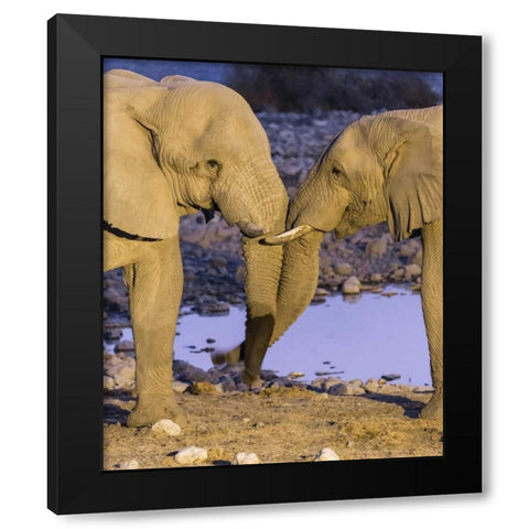Namibia, Etosha NP Elephants greeting at dusk Black Modern Wood Framed Art Print by Kaveney, Wendy