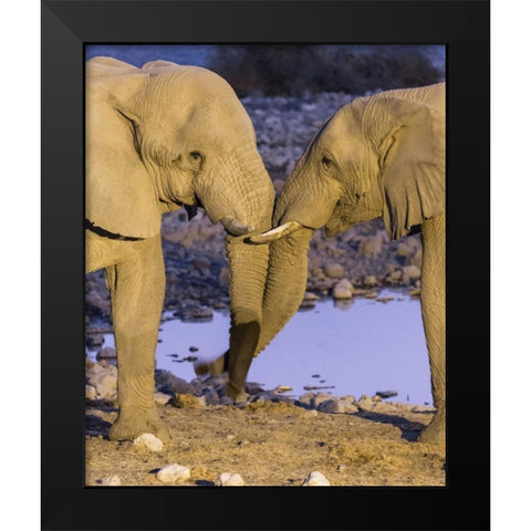 Namibia, Etosha NP Elephants greeting at dusk Black Modern Wood Framed Art Print by Kaveney, Wendy