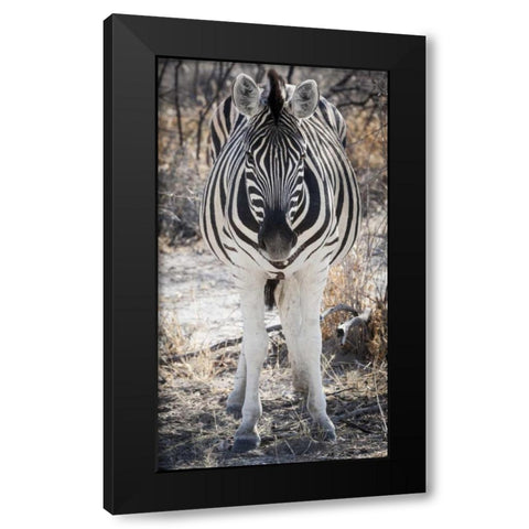 Africa, Namibia, Etosha NP Close-up of zebra Black Modern Wood Framed Art Print by Kaveney, Wendy