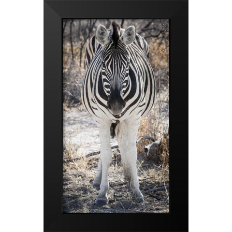 Africa, Namibia, Etosha NP Close-up of zebra Black Modern Wood Framed Art Print by Kaveney, Wendy