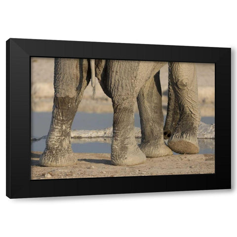 Namibia, Etosha NP Elephant legs and trunk Black Modern Wood Framed Art Print by Kaveney, Wendy