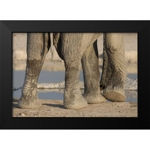Namibia, Etosha NP Elephant legs and trunk Black Modern Wood Framed Art Print by Kaveney, Wendy