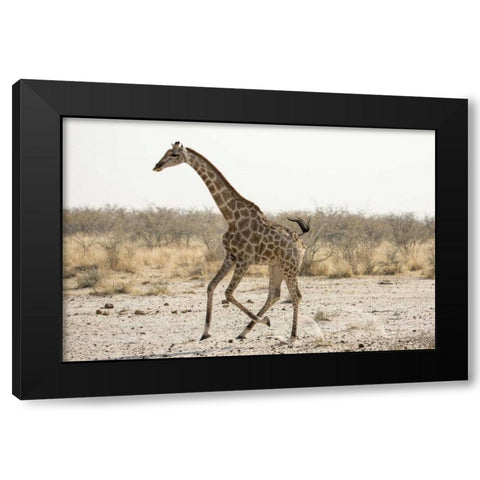 Africa, Namibia, Etosha NP Running giraffe Black Modern Wood Framed Art Print with Double Matting by Kaveney, Wendy
