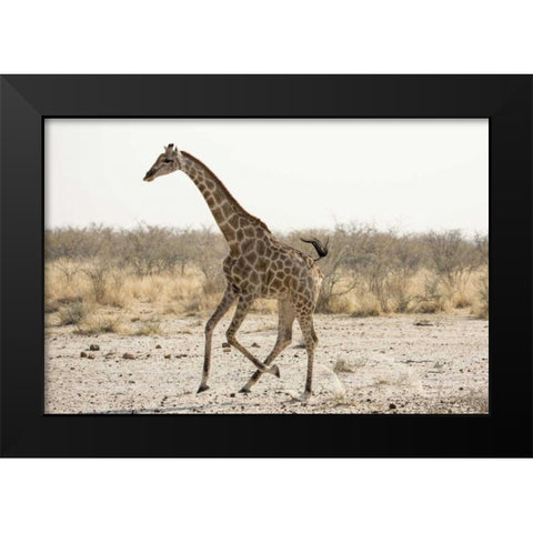 Africa, Namibia, Etosha NP Running giraffe Black Modern Wood Framed Art Print by Kaveney, Wendy