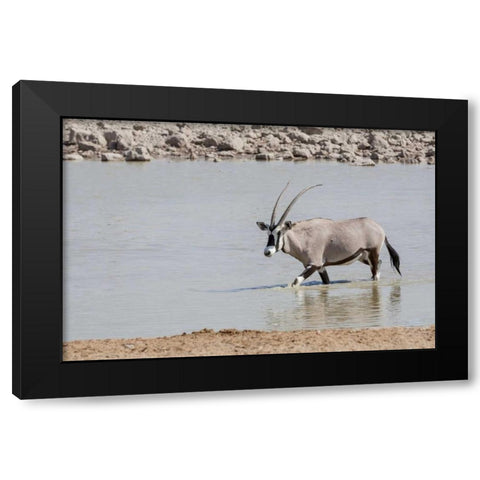 Namibia, Etosha NP Oryx wading in waterhole Black Modern Wood Framed Art Print by Kaveney, Wendy