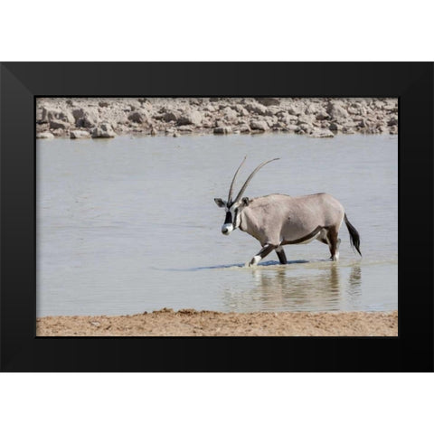 Namibia, Etosha NP Oryx wading in waterhole Black Modern Wood Framed Art Print by Kaveney, Wendy