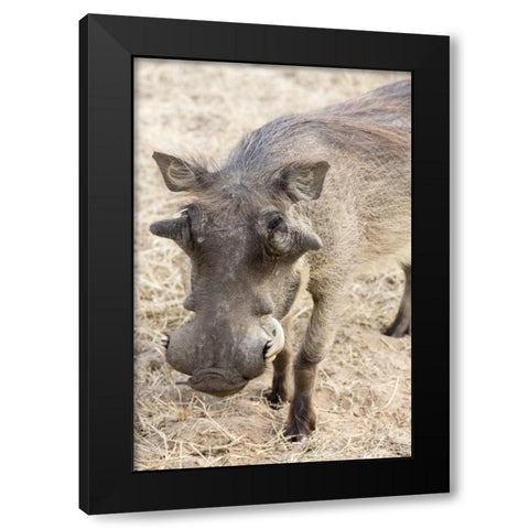 Africa, Namibia, Windhoek, Okapuka Ranch Warthog Black Modern Wood Framed Art Print by Kaveney, Wendy