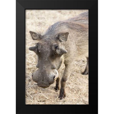 Africa, Namibia, Windhoek, Okapuka Ranch Warthog Black Modern Wood Framed Art Print by Kaveney, Wendy