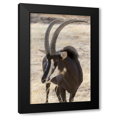 Namibia, Windhoek, Okapuka Ranch Sable antelope Black Modern Wood Framed Art Print with Double Matting by Kaveney, Wendy
