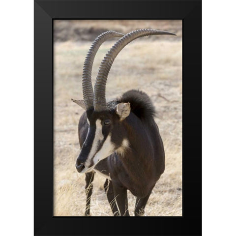 Namibia, Windhoek, Okapuka Ranch Sable antelope Black Modern Wood Framed Art Print by Kaveney, Wendy