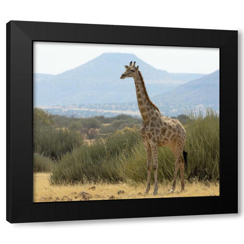 Namibia, Damaraland Solitary giraffe Black Modern Wood Framed Art Print by Kaveney, Wendy