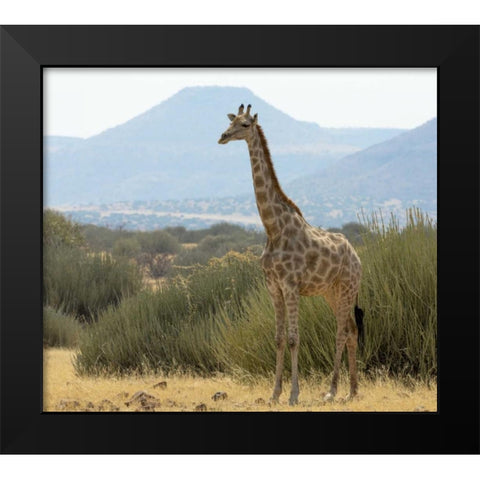 Namibia, Damaraland Solitary giraffe Black Modern Wood Framed Art Print by Kaveney, Wendy