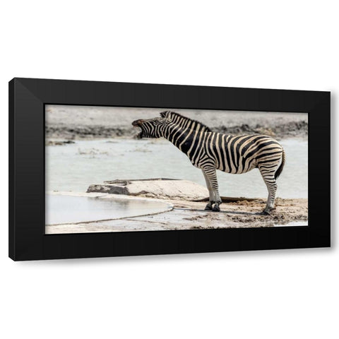Africa, Namibia, Etosha NP Braying zebra Black Modern Wood Framed Art Print by Kaveney, Wendy