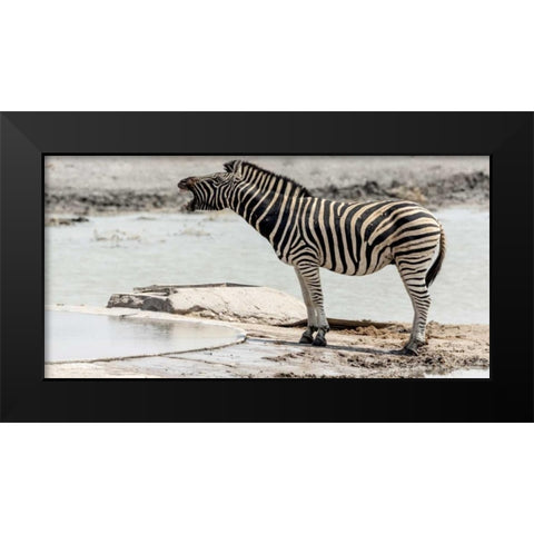 Africa, Namibia, Etosha NP Braying zebra Black Modern Wood Framed Art Print by Kaveney, Wendy