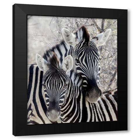Namibia, Etosha NP Portrait of two zebras Black Modern Wood Framed Art Print by Kaveney, Wendy