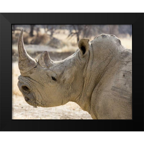 Namibia, Windhoek Rhinoceros in profile Black Modern Wood Framed Art Print by Kaveney, Wendy