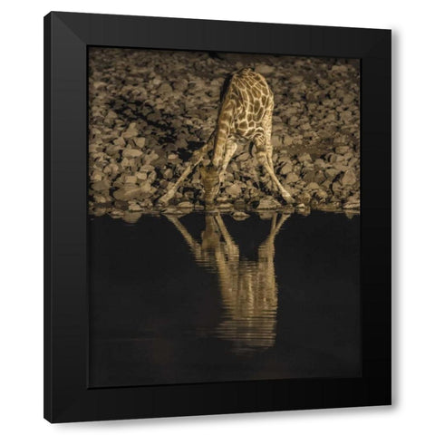 Namibia, Etosha NP Drinking giraffe at night Black Modern Wood Framed Art Print by Kaveney, Wendy