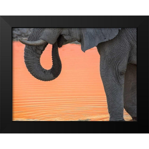 Namibia, Etosha NP Drinking elephant at sunset Black Modern Wood Framed Art Print by Kaveney, Wendy