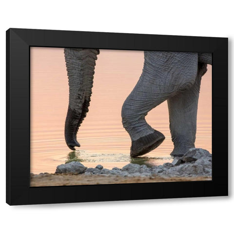 Namibia, Etosha NP Drinking elephant at sunset Black Modern Wood Framed Art Print by Kaveney, Wendy
